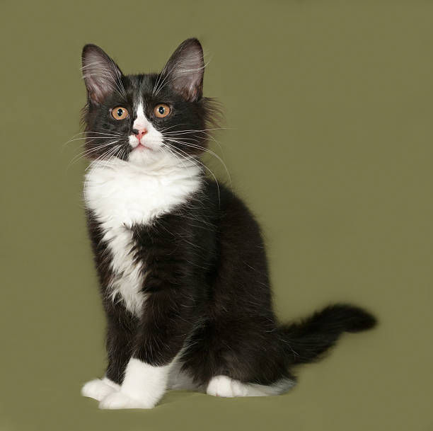istock Black and white fluffy kitten sits on green 484483600
