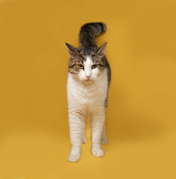istock White and striped fluffy cat standing on yellow 484483718