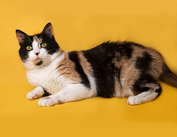 istock Tricolor cat lies on yellow 484483720