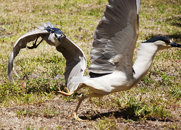 istock Two birds of Great blue heron chase each other 484483906