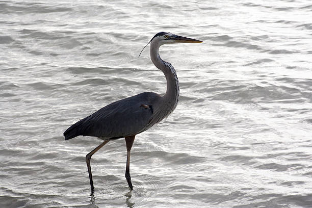 istock Great blue heron on a background of ocean 484484194