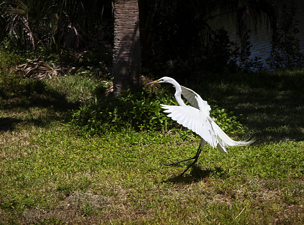 retrato de um grande garça branca voa com a natureza fundo - egret great egret animals and pets white bird - fotografias e filmes do acervo