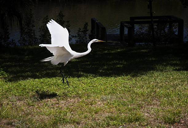 retrato de um grande garça branca voa com a natureza fundo - egret great egret animals and pets white bird - fotografias e filmes do acervo