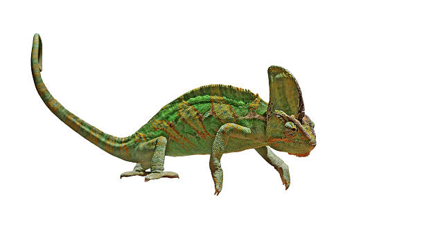 istock chameleon or calyptratus  isolated on white 484487056