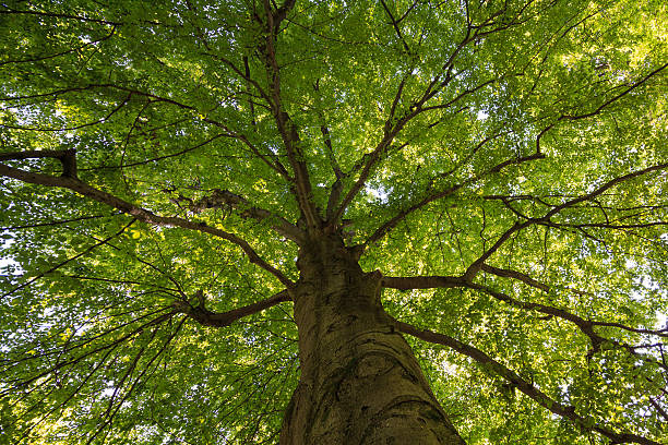 istock big beech tree with beautiful green leaves canopy 484487712