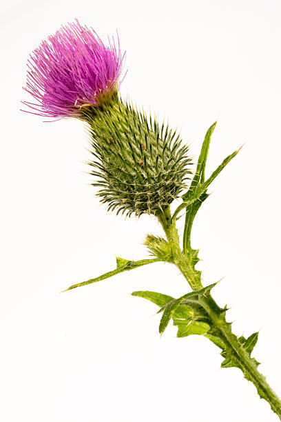 istock Silybum marianum -milk thistle flower-head 484487910