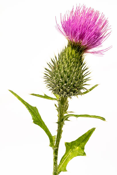 silybum marianum -milk cardo cabeza de flor - marian fotografías e imágenes de stock