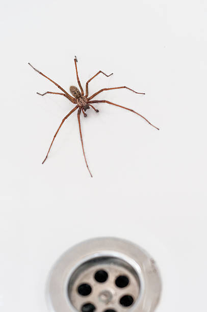 istock Giant House Spider In The Wash Basin 484488132