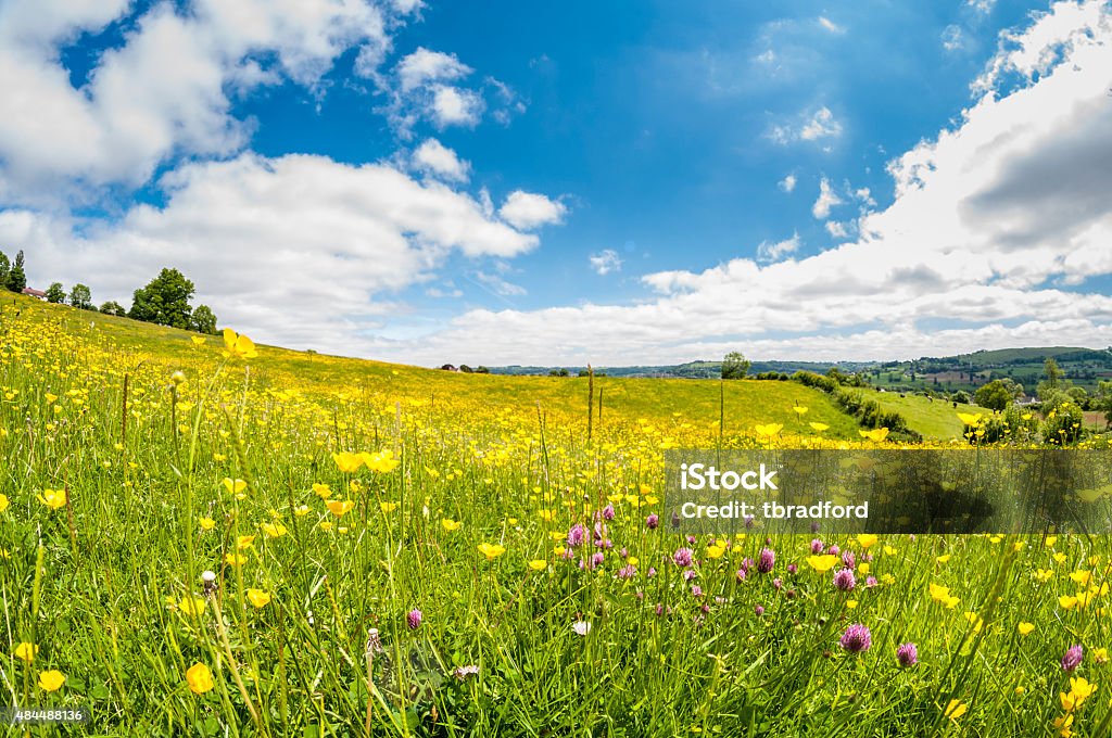 Fleurs sauvages dans la Prairie - Photo de Prairie libre de droits