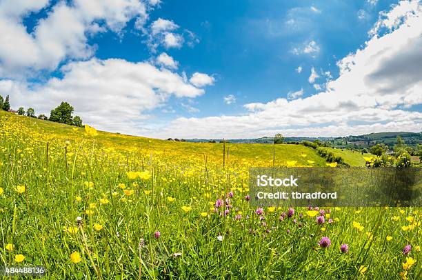 Photo libre de droit de Fleurs Sauvages Dans La Prairie banque d'images et plus d'images libres de droit de Prairie - Prairie, Fleur sauvage, Champ