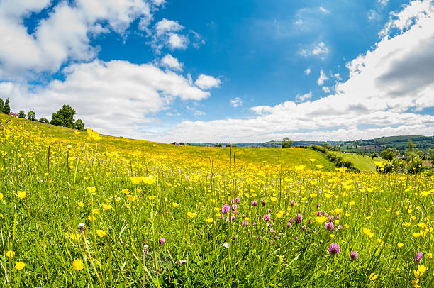 Wild Flowers In A Meadow stock photo