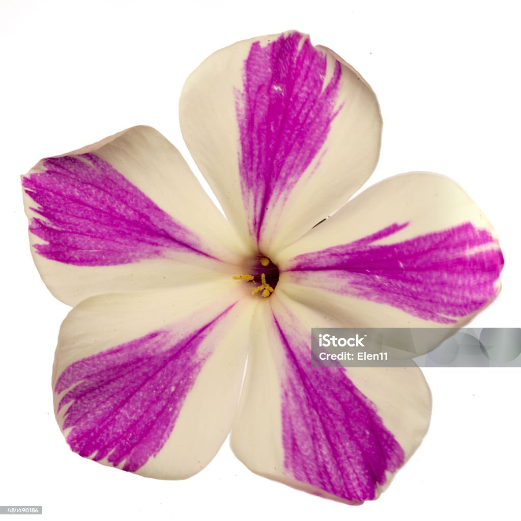 Striped violet and white flower of phlox Striped violet and white flower of phlox, isolated on a white background 2015 Stock Photo