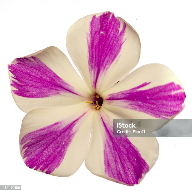 Striped Violet And White Flower Of Phlox Stock Photo - Download Image Now - 2015, Animal Body Part, Animal Head