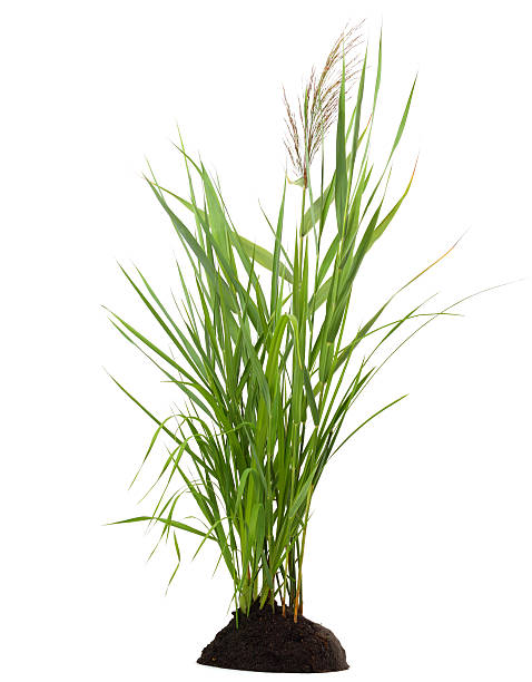 grass grass reed grass family photos stock pictures, royalty-free photos & images