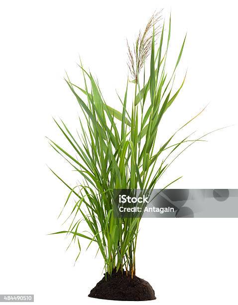 Grass Stock Photo - Download Image Now - Reed - Grass Family, Cut Out, White Background