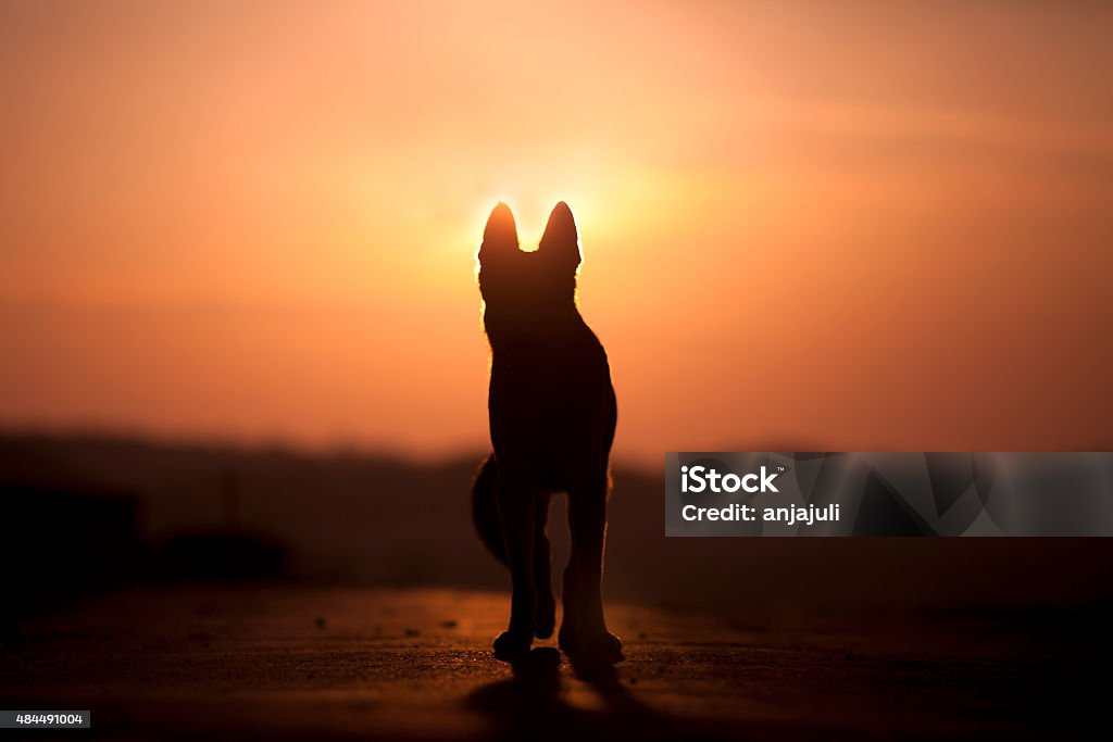 Dog backlight silhouette in sunset Dog backlight silhouette in sunset  Dog Stock Photo