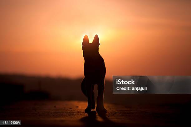 Dog Backlight Silhouette In Sunset Stock Photo - Download Image Now - Dog, Death, Dead