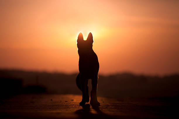 cão no pôr do sol silhueta de fundo - afterlife imagens e fotografias de stock