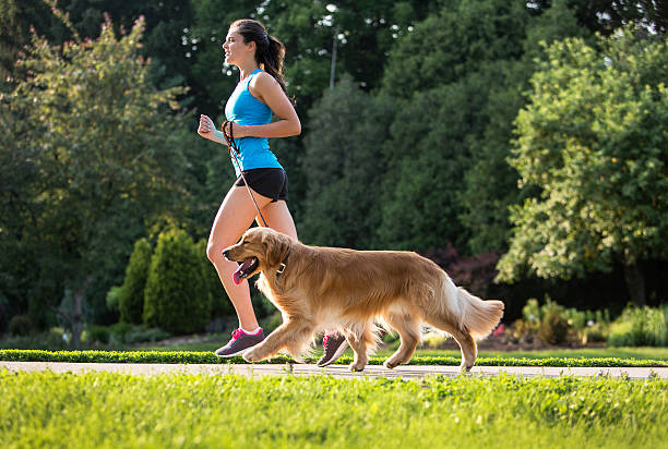 Jogger and Golden Retriever Running on a Paved Trail. A female jogger running with a golden retriever on a paved running path. pet leash photos stock pictures, royalty-free photos & images