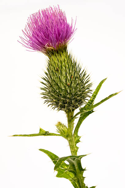 istock Silybum marianum -milk thistle flower-head 484494116