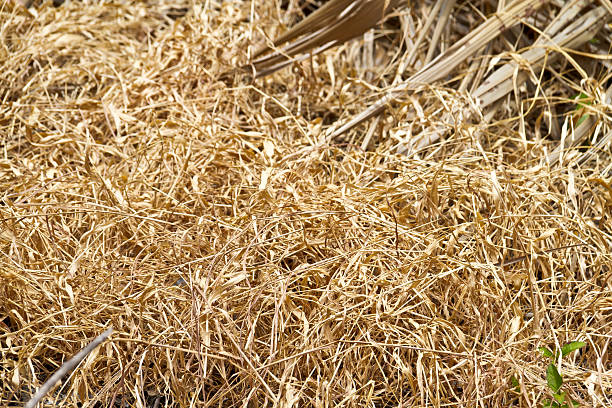 istock Hay died in the garden 484494858