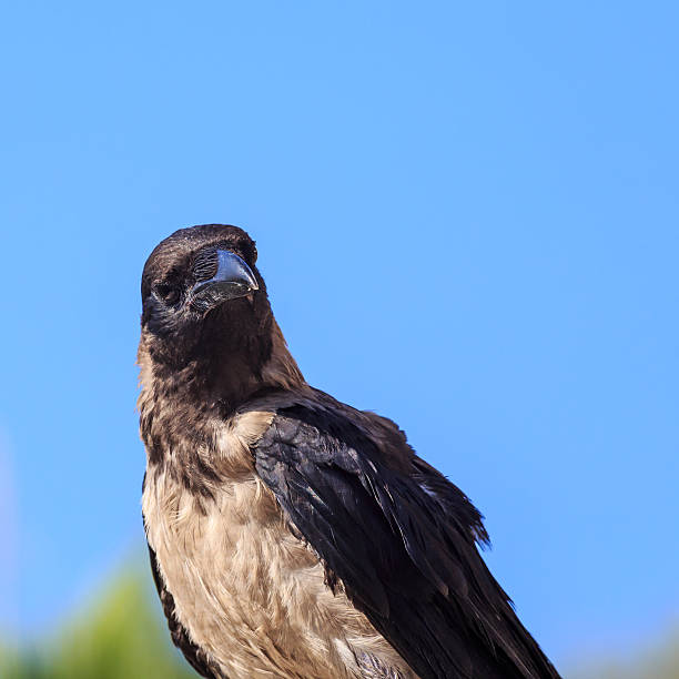 istock Crow sitting on the stone on the blue sky background. 484495664