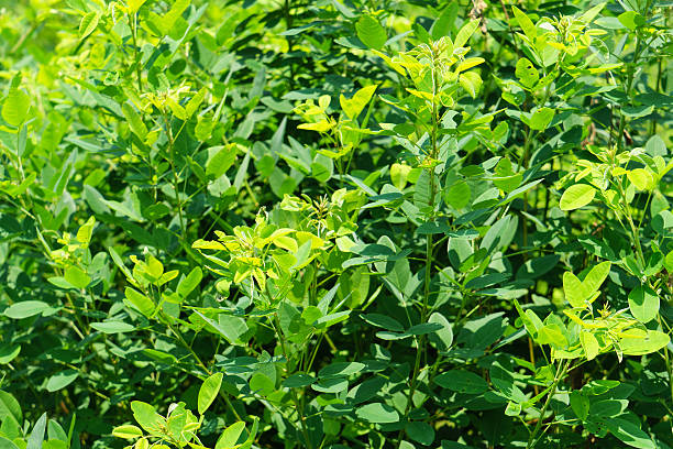 istock Lespedeza japonica bailey 484496464