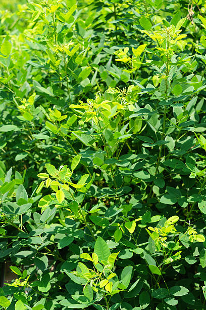istock Lespedeza japonica bailey 484496472