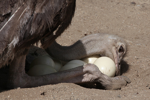 Ostrich (Struthio camelus) inspects its eggs in the nest. Wild life animal.