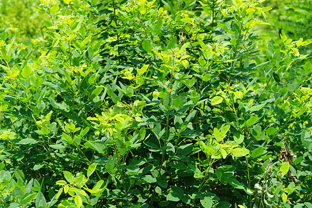 istock Lespedeza japonica bailey 484496770