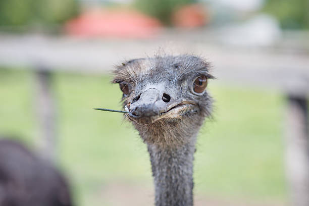 Ostrich Ostrich ostrich farm stock pictures, royalty-free photos & images