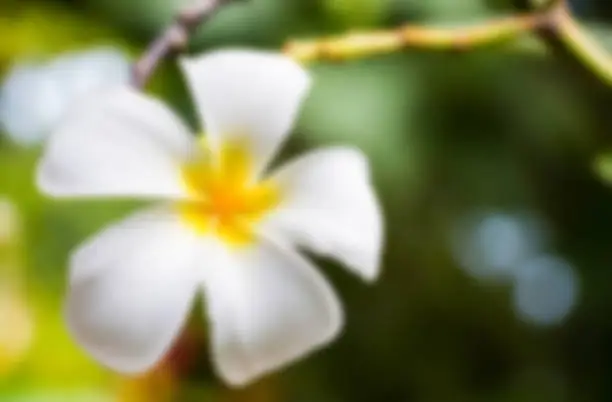 Plumeria flower on tree blur focus