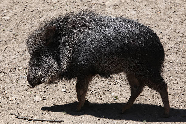 istock Chacoan peccary (Catagonus wagneri), also known as the tagua. 484499794