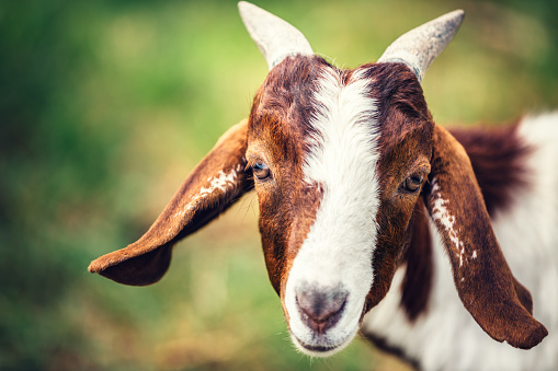 Portrait of curious young goat on mountain pasture. Animals in natural environment.