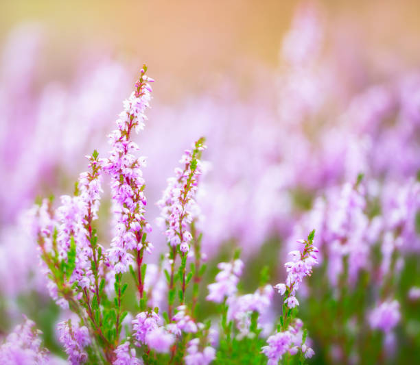 istock Purple Heather in soft morning light 484500290
