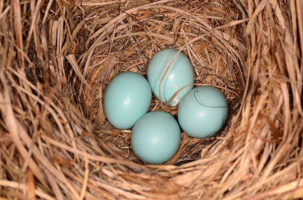 istock Four bluebird eggs in nest of grass and pine needles 484500350