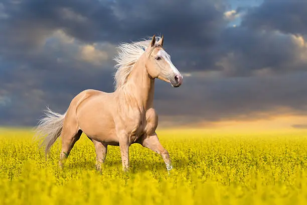 Palomino horse with long blond male on colza field
