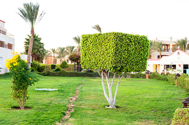 Square topiary tree in Egyptian formal garden. Sharm-el-sheikh. Summertime outdoors.