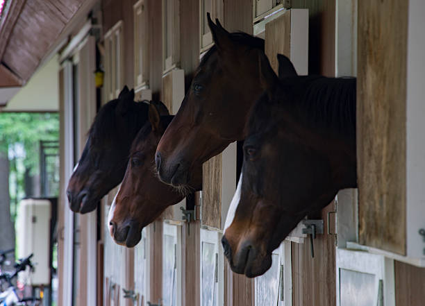 istock Horses in Northern Horse Park 484503630