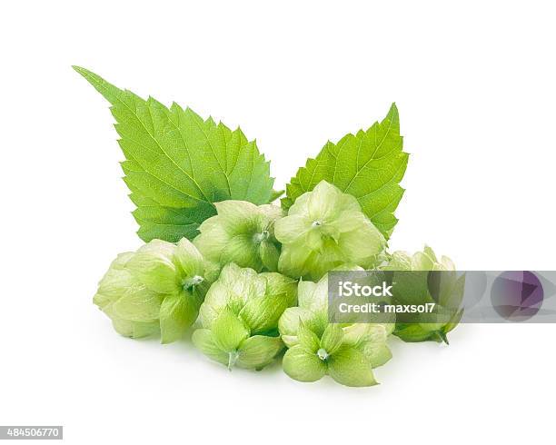 Hops Stock Photo - Download Image Now - 2015, Agriculture, Brewery