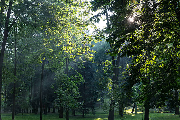 istock dawn in city park with sunbeams 484507256