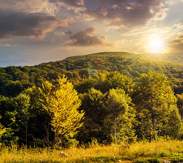 istock forest on hillside meadow in mountain at sunset 484507664