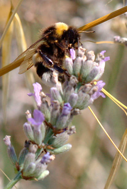 istock European Wasp on Lavander 484508110