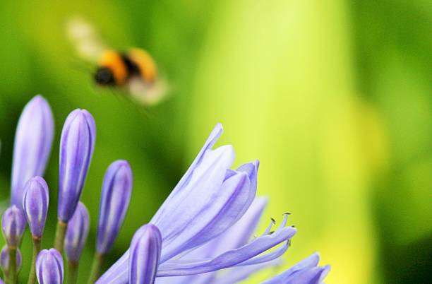 istock Beautiful purple agapanthus africanus with a bee close up 484508434