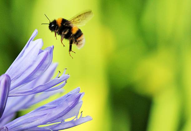 istock Beautiful purple agapanthus africanus with a bee close up 484508438