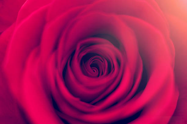istock Large red rose with shallow depth of field. 484508762