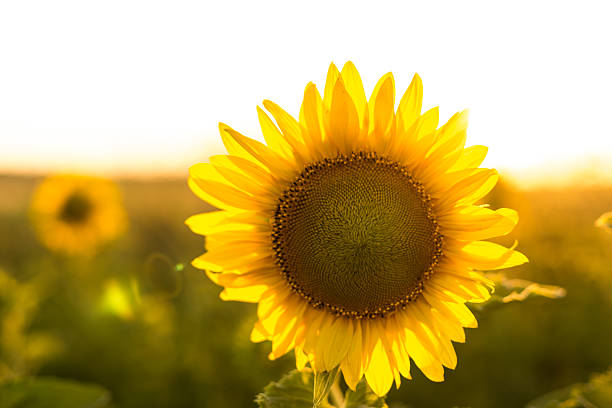 istock Sunflower in the field, close 484508780