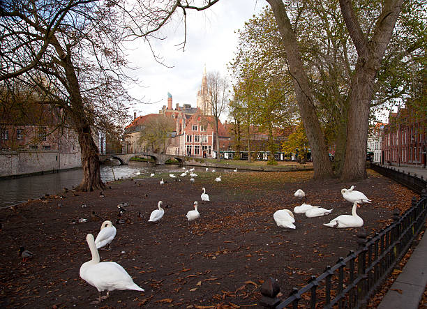 istock The swans of Bruges 484508798