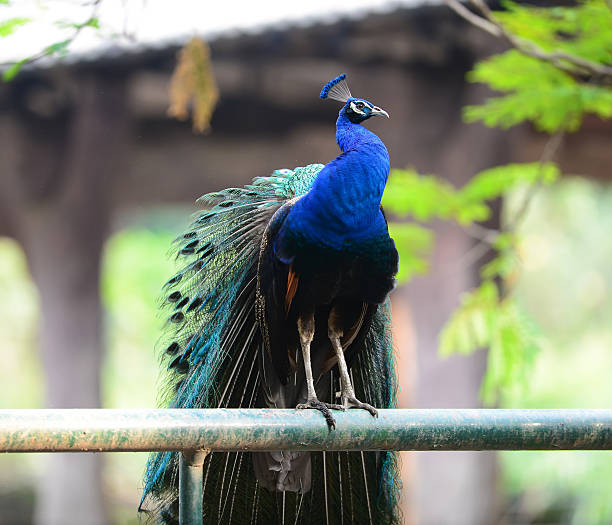 istock The Green Peafowl is capable of sustained flight and 484509042