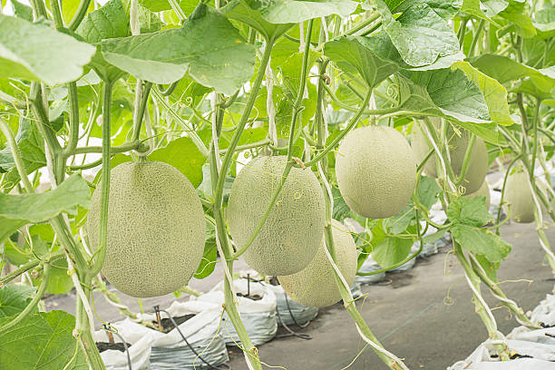 istock Melon or Cantaloupe fruit in plant nursery. 484511622
